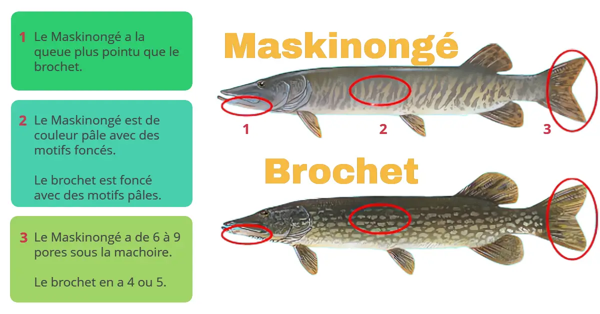 Guide Ultime De La P Che Au Maskinong P Che