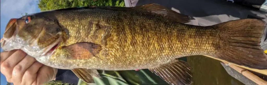 Smallmouth bass. Example of a typical smallmouth bass.