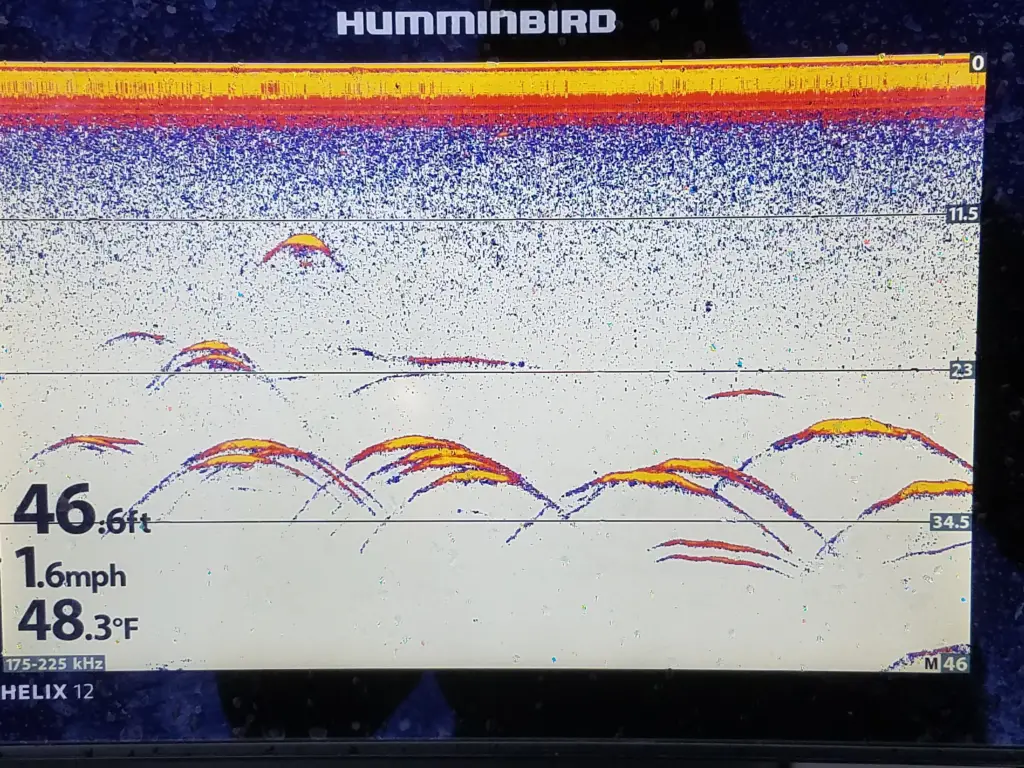 Sonnar (echosounder) showing walleye higher than the seabed.