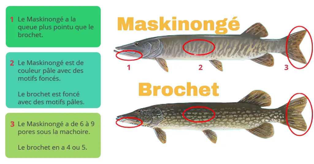 The difference between musky and pike.