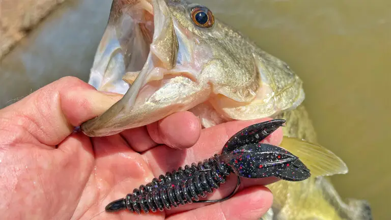 Bass caught by a decoy creature.