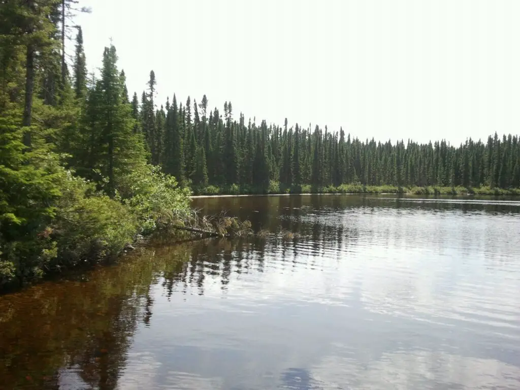 Lac dans le nord du Quebec avec beaucoup de brochet. Exemple d'habitat pour le brochet.