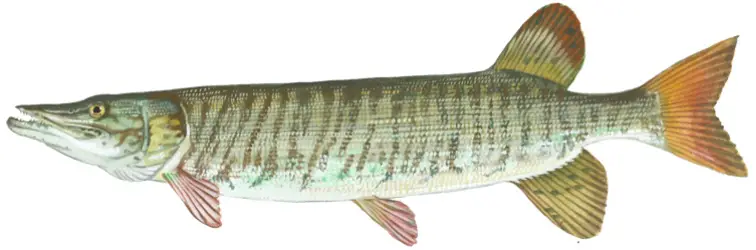 Image of a tiger musky.