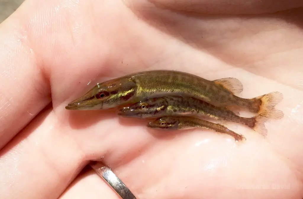 Fry (baby pike). Young pike.
