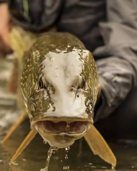 Front view of a pike.