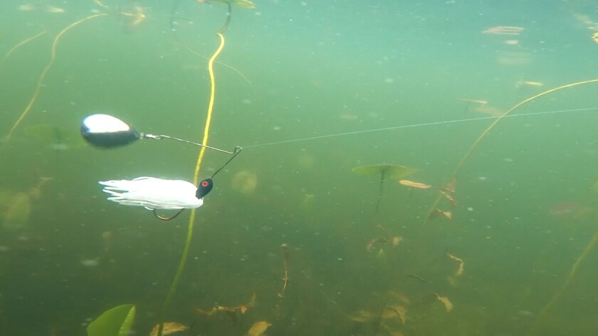White spinnerbait below the water surface to attract pike in summer.