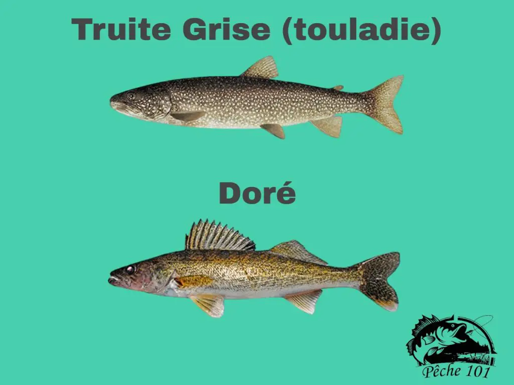Comparison of lake trout and walleye.