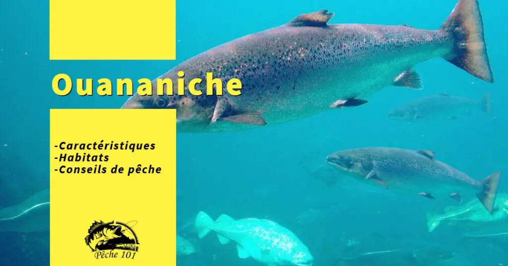 Guide de pêche complet pour la Ouananiche.