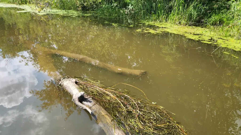 Underwater tree trunk close to vegetation. Perfect habitat for muskellunge.
