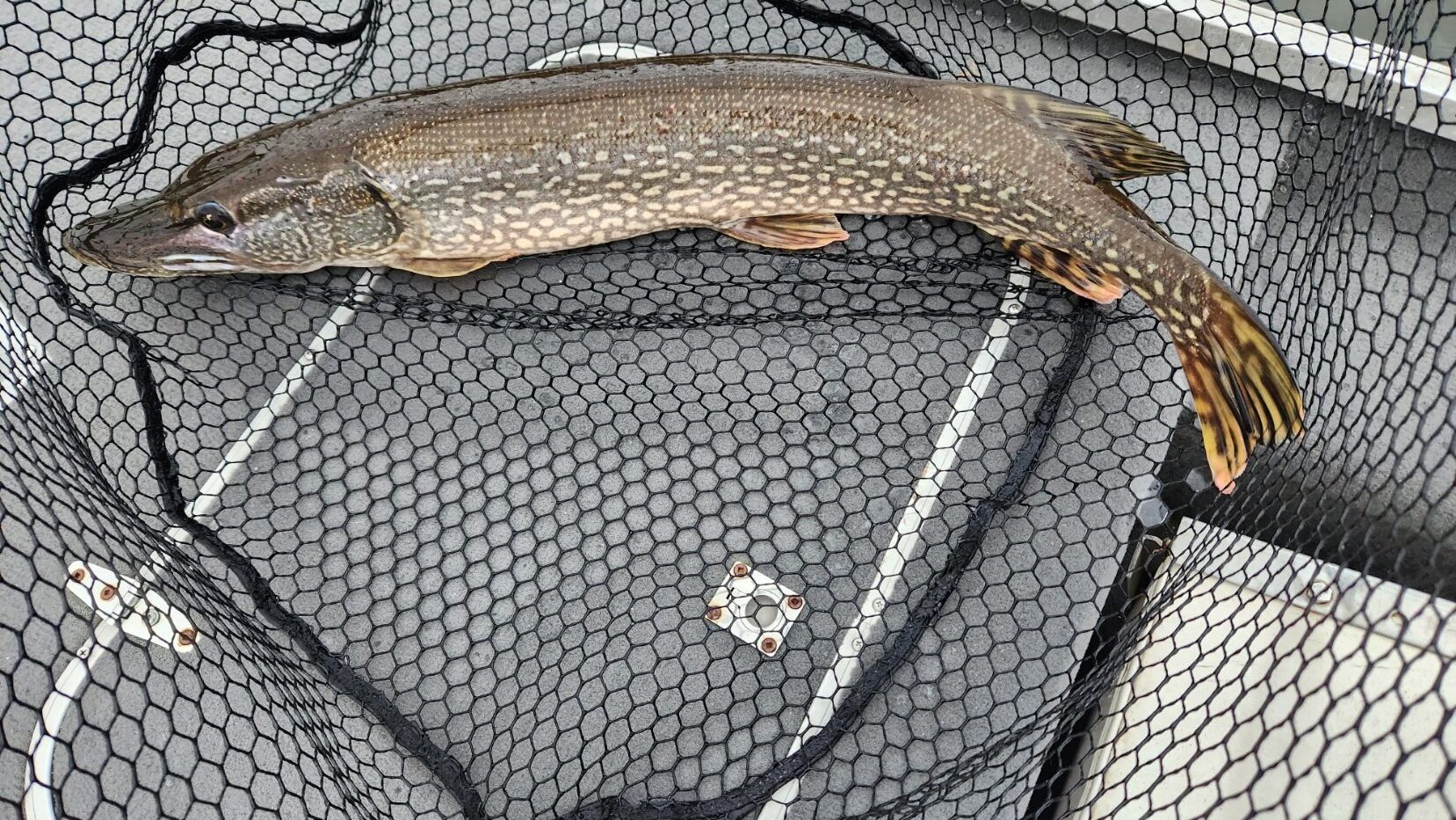 Northern pike in a fishing net.